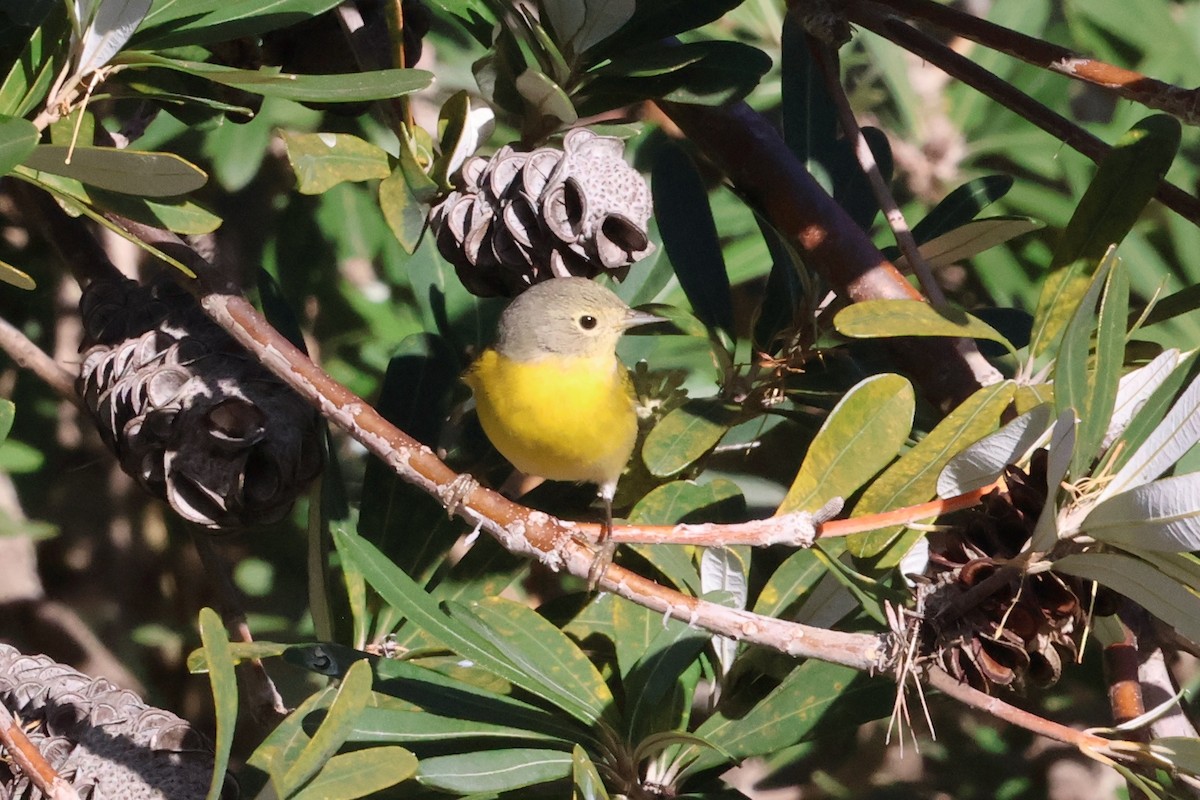 Nashville Warbler - ML629738142