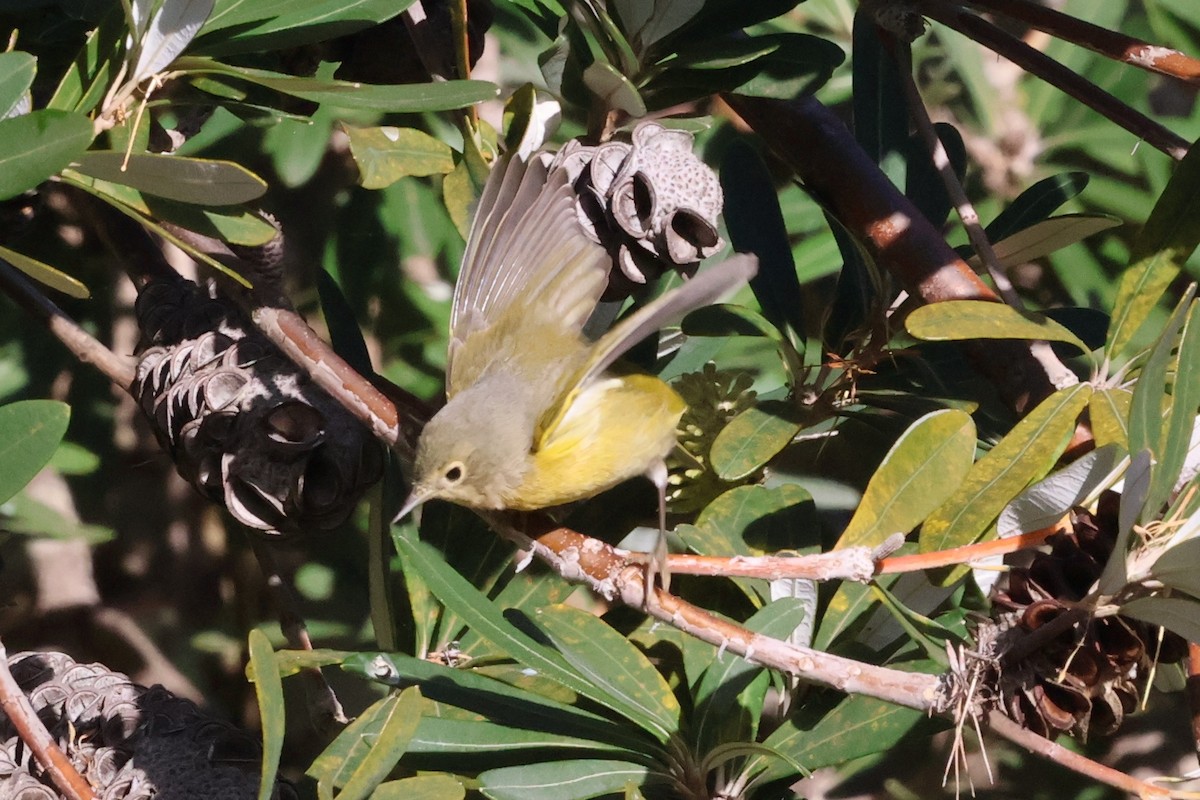 Nashville Warbler - ML629738143