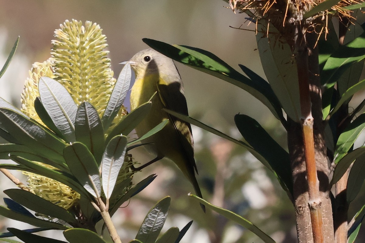 Nashville Warbler - ML629738173