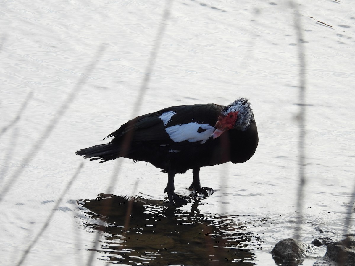 Anatra muta (domestica) - ML629738212