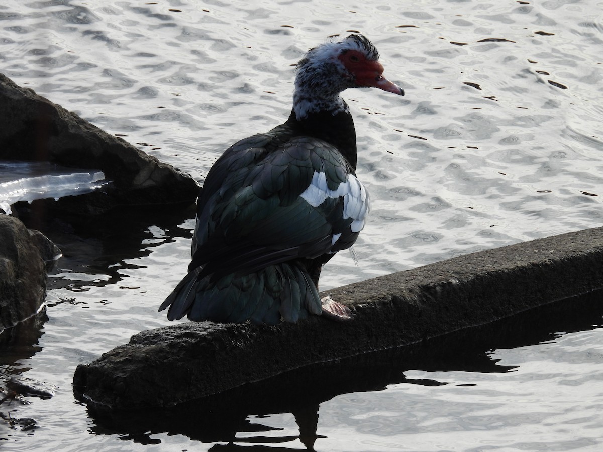 Anatra muta (domestica) - ML629738213