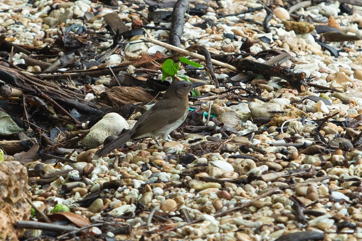Visayan Bulbul - ML629738386