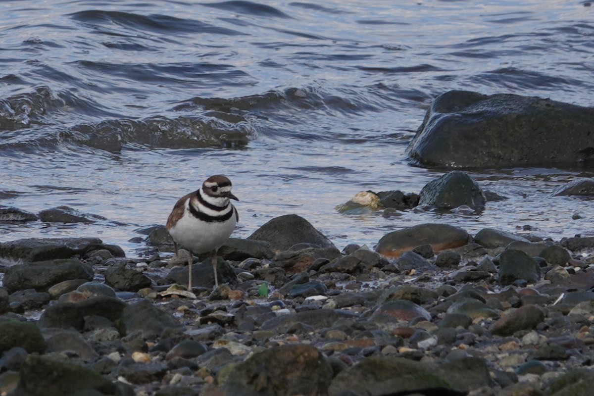 Killdeer - ML629738389