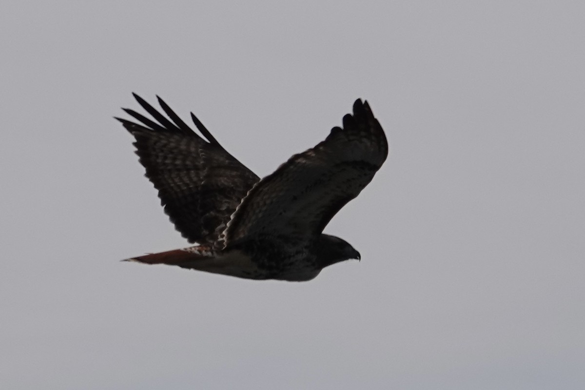 Red-tailed Hawk - ML629738400