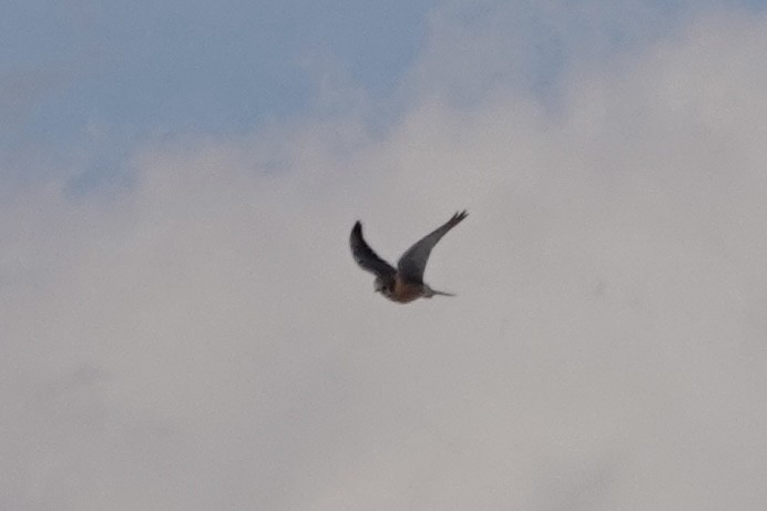 American Kestrel - ML629738407