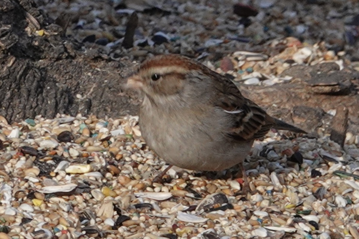 Chipping Sparrow - ML629738559