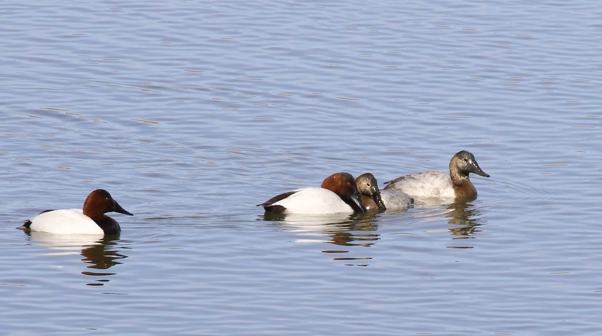 Canvasback - ML629738686