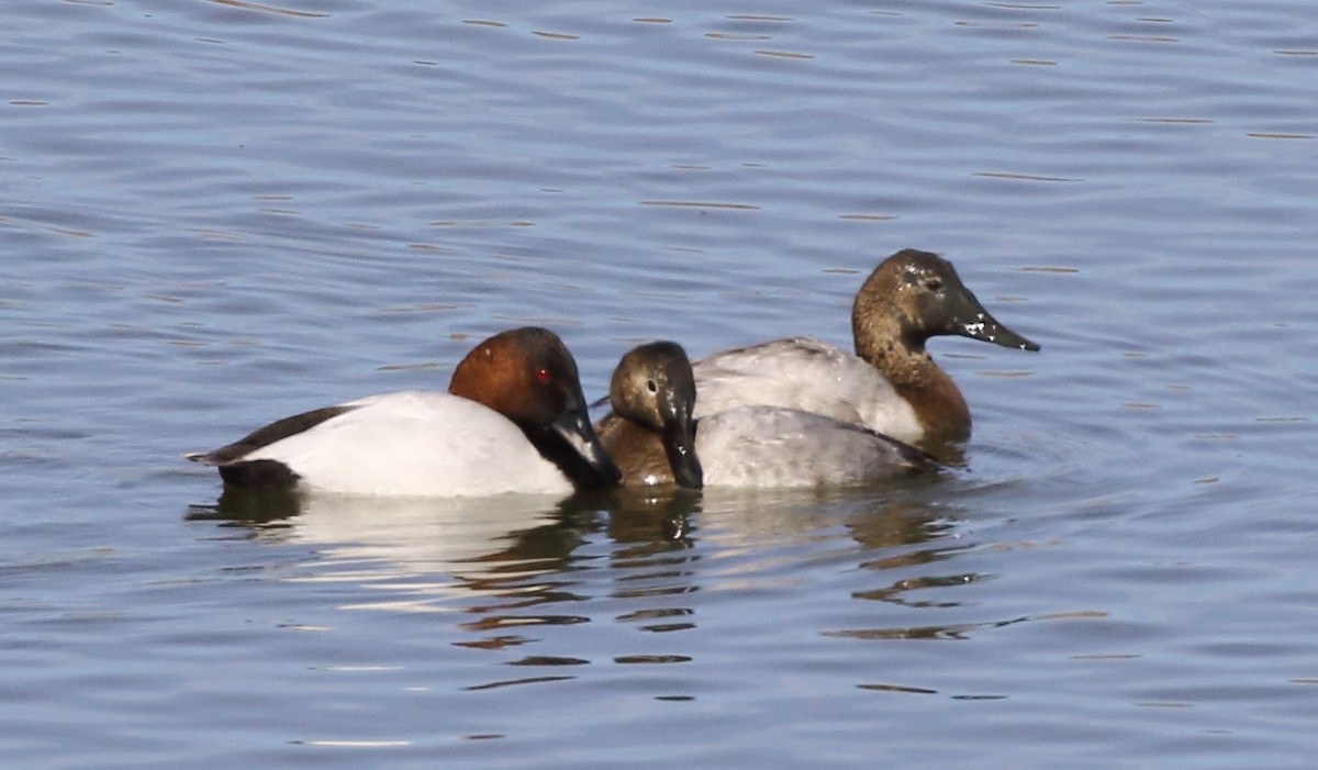 Canvasback - ML629738691