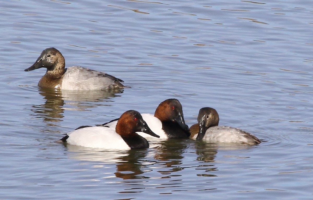 Canvasback - ML629738693
