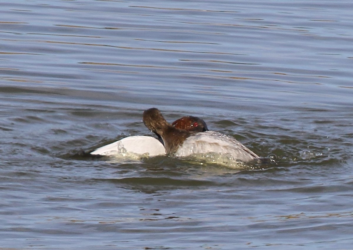 Canvasback - ML629738696