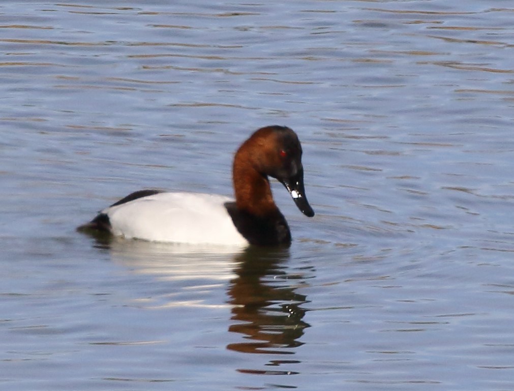 Canvasback - ML629738699