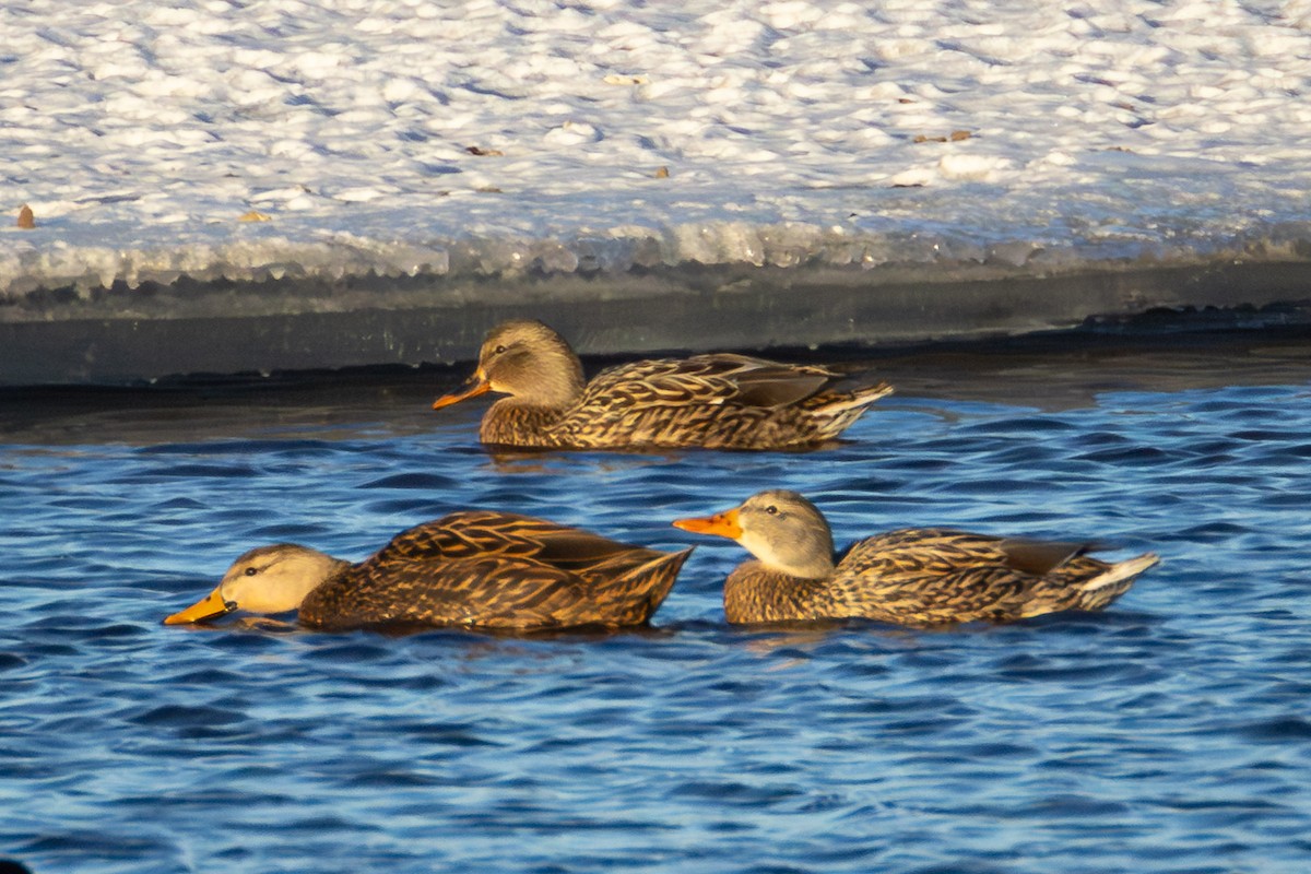 Mottled Duck - ML629738753