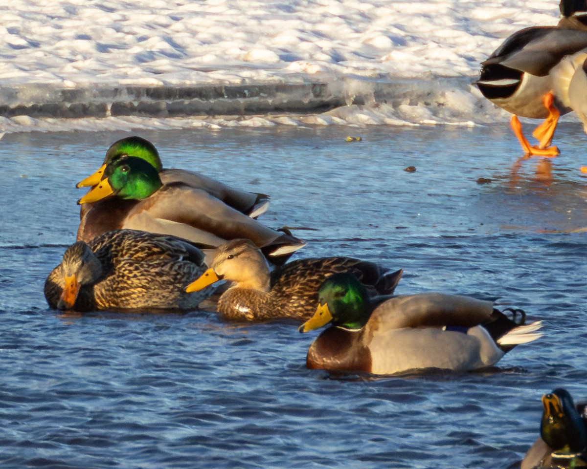 Mottled Duck - ML629738755