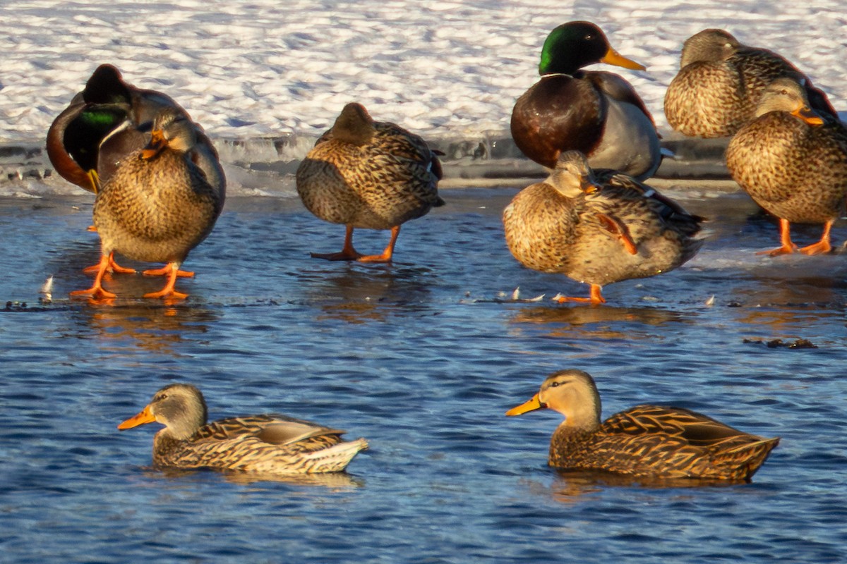 Mottled Duck - ML629738756