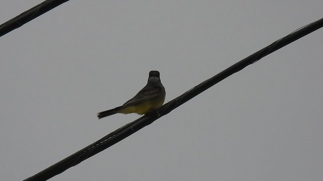 Cassin's Kingbird - ML629738882
