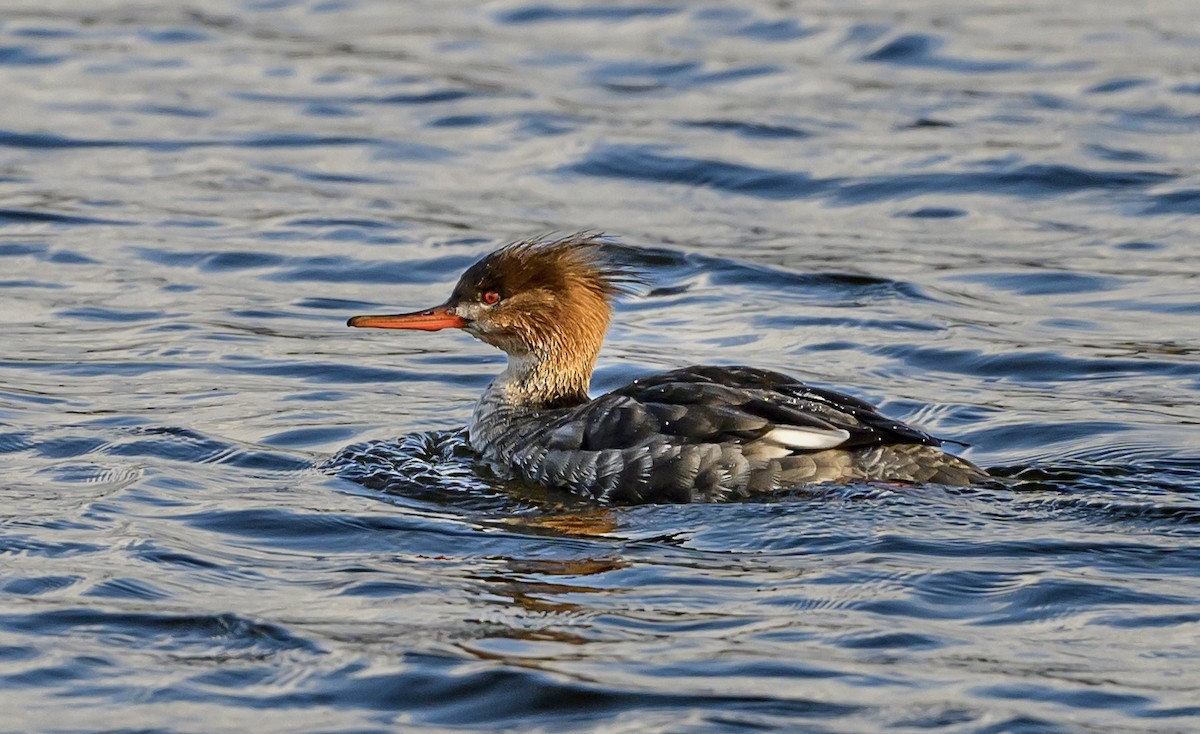 Red-breasted Merganser - ML629739152