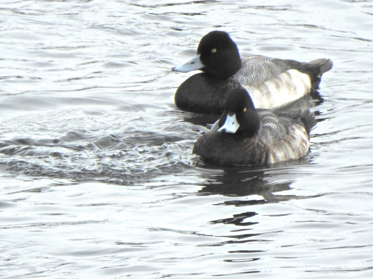 Lesser Scaup - ML629739184