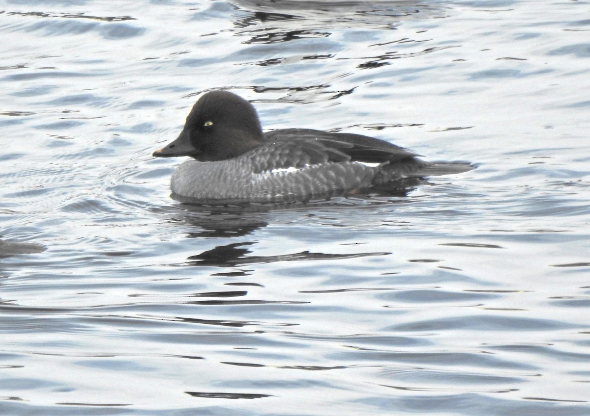 Алаг шунгаач - ML629739215