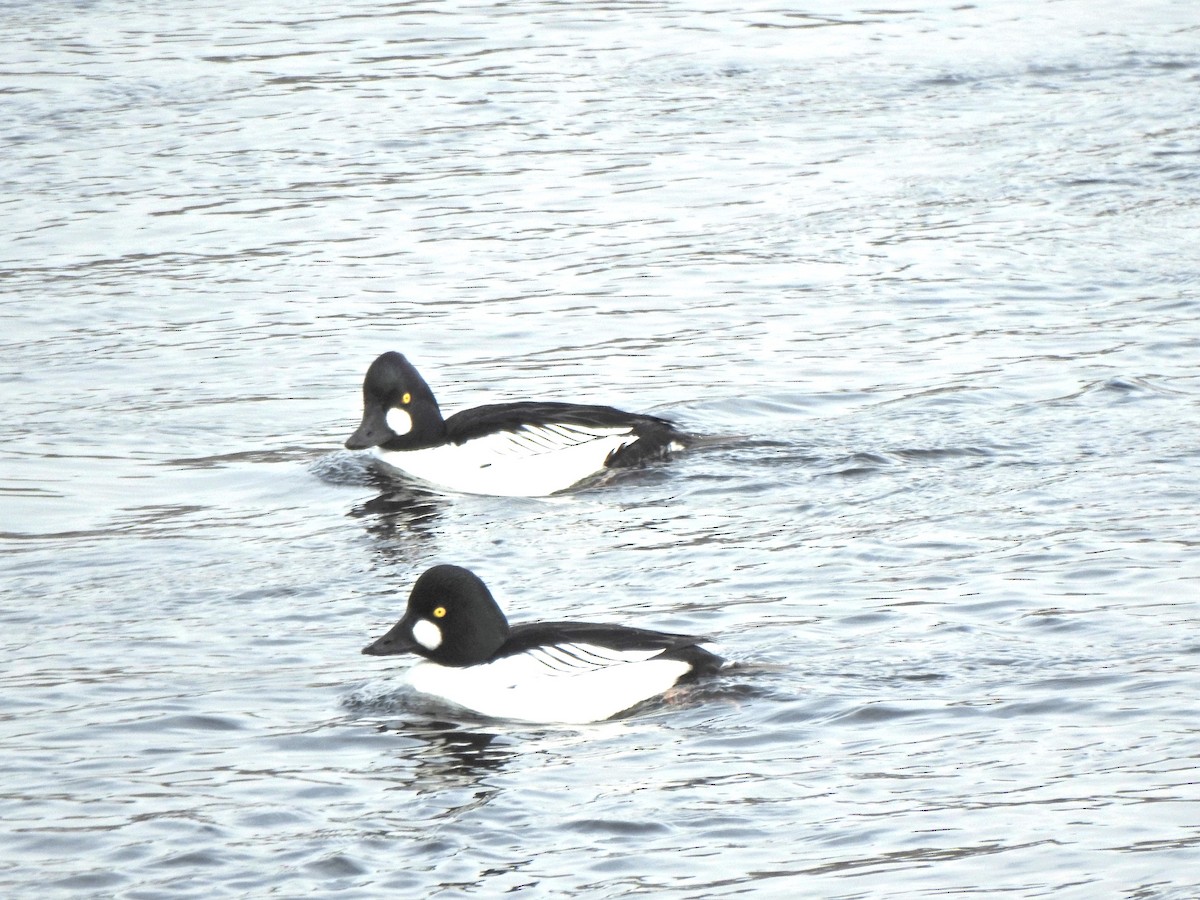 Алаг шунгаач - ML629739254