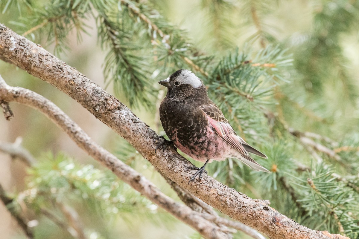 Black Rosy-Finch - ML629739351