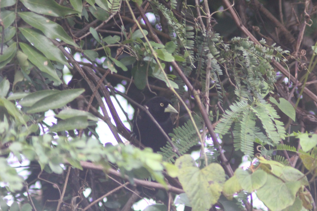 Yellow-billed Cacique - ML629739760