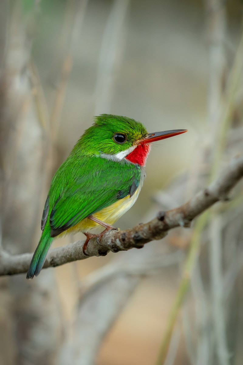 Puerto Rican Tody - ML629739949