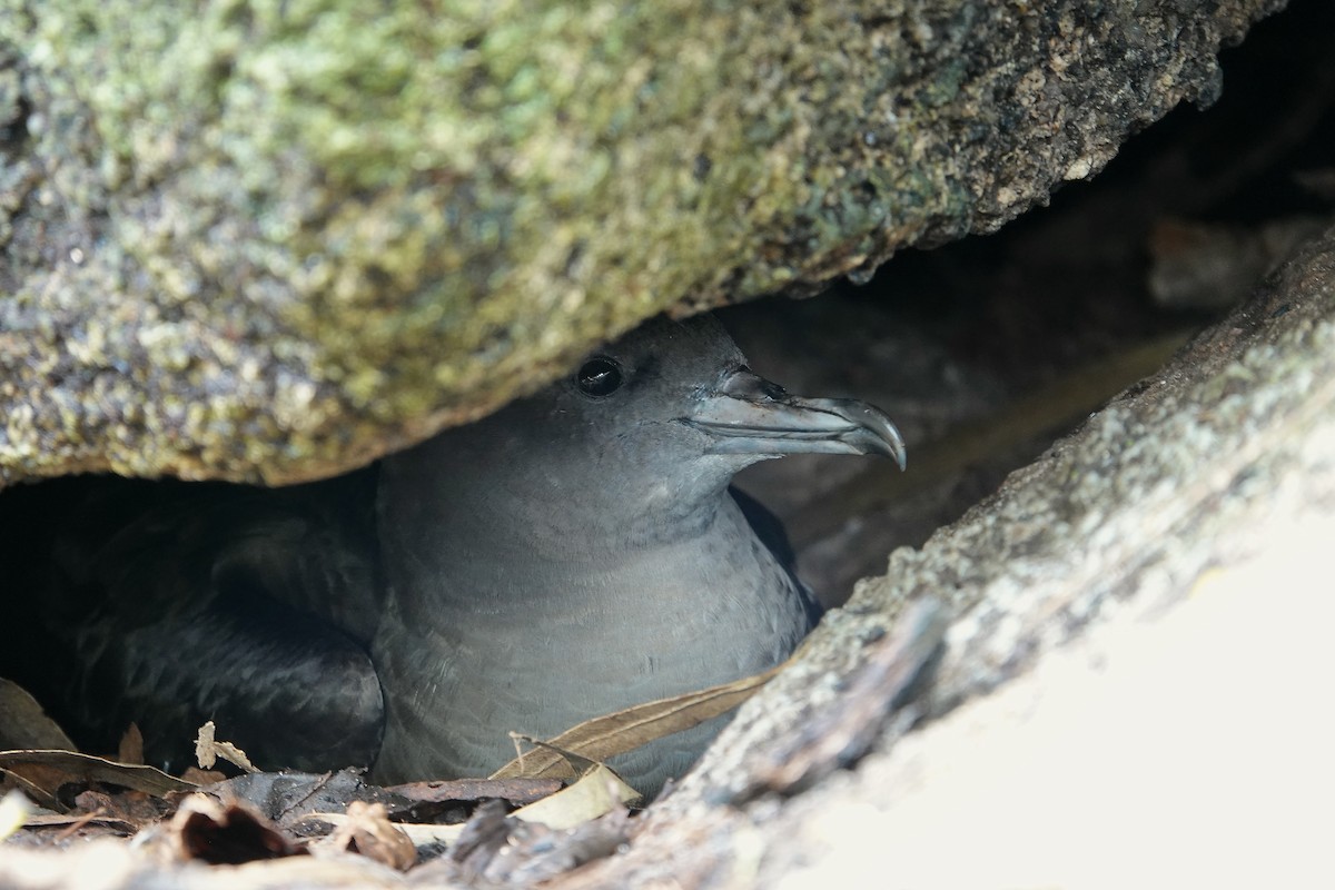 Keilschwanz-Sturmtaucher - ML629740523