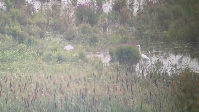 Wood Stork - ML629740623