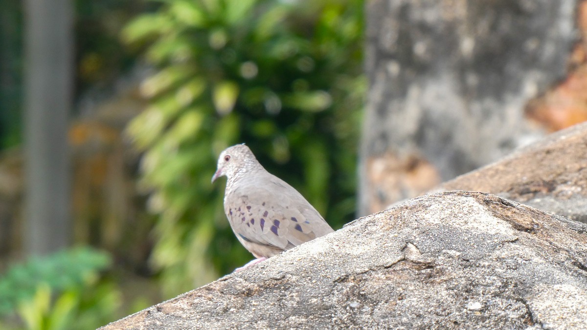 Common Ground Dove - ML629740729