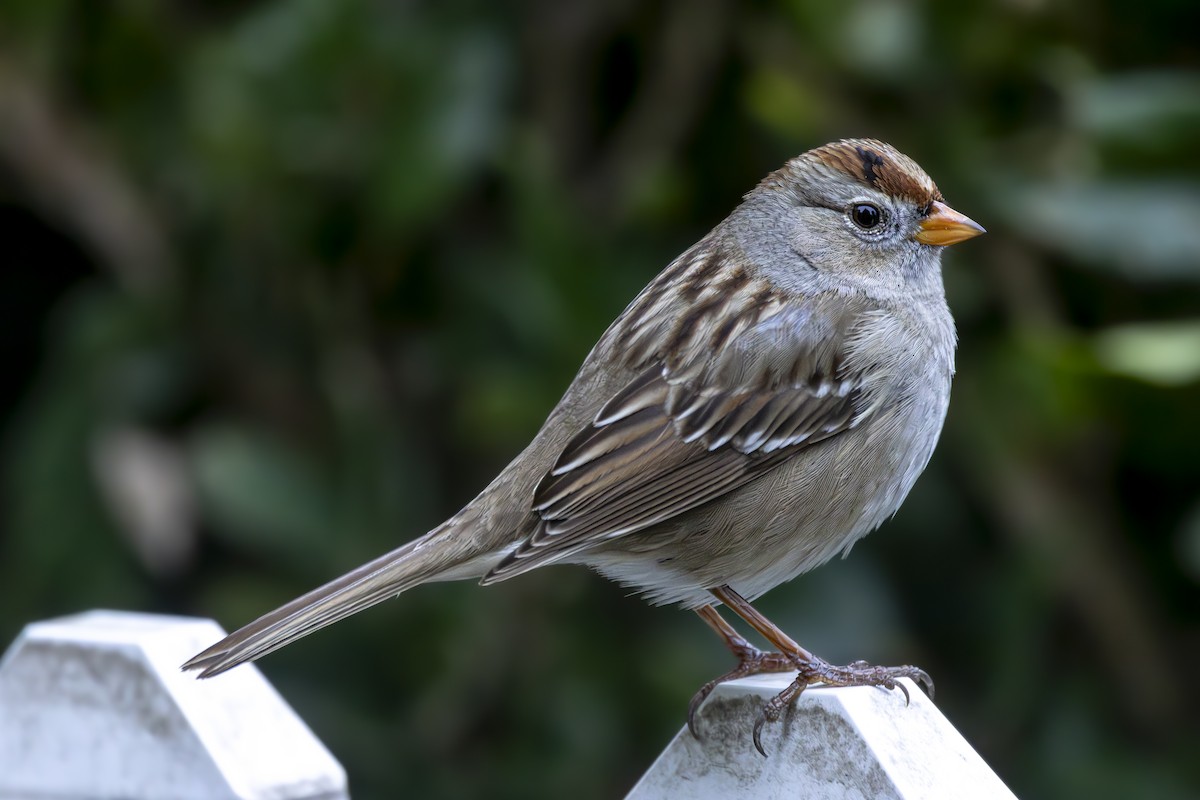 White-crowned Sparrow - ML629740810
