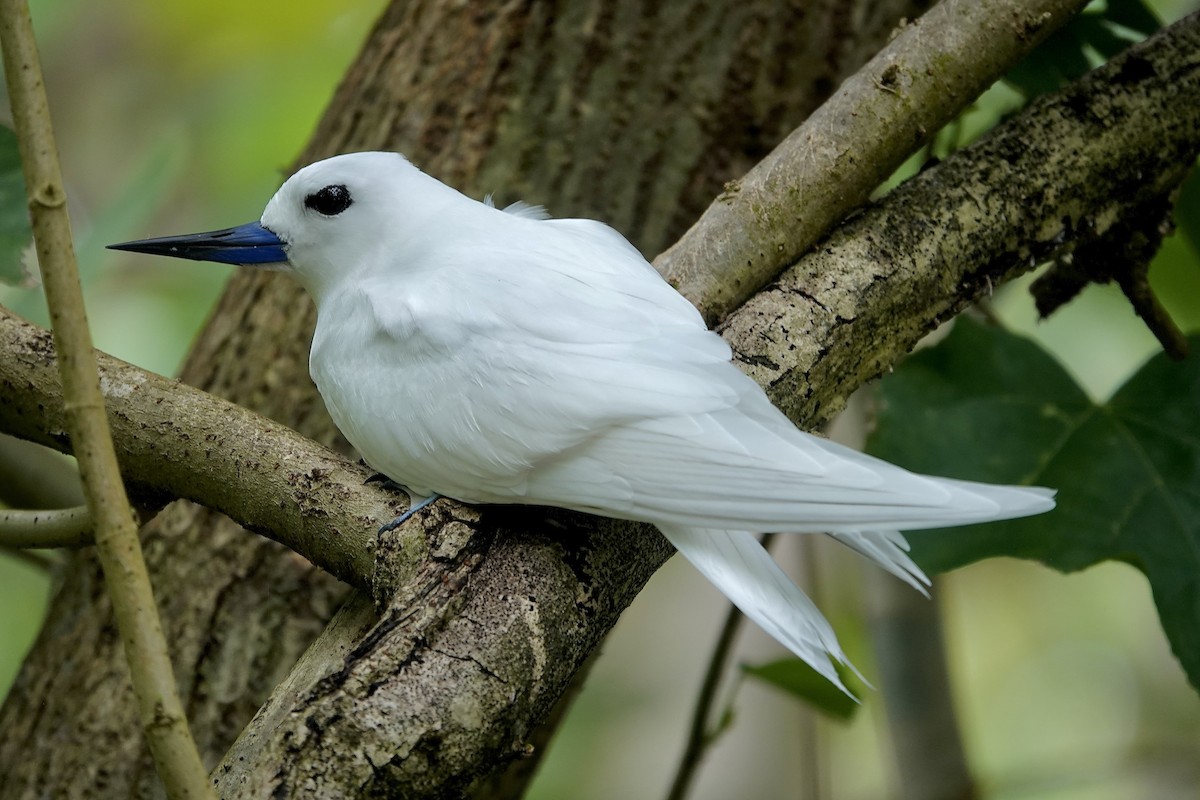 Blue-billed White-Tern - ML629740953