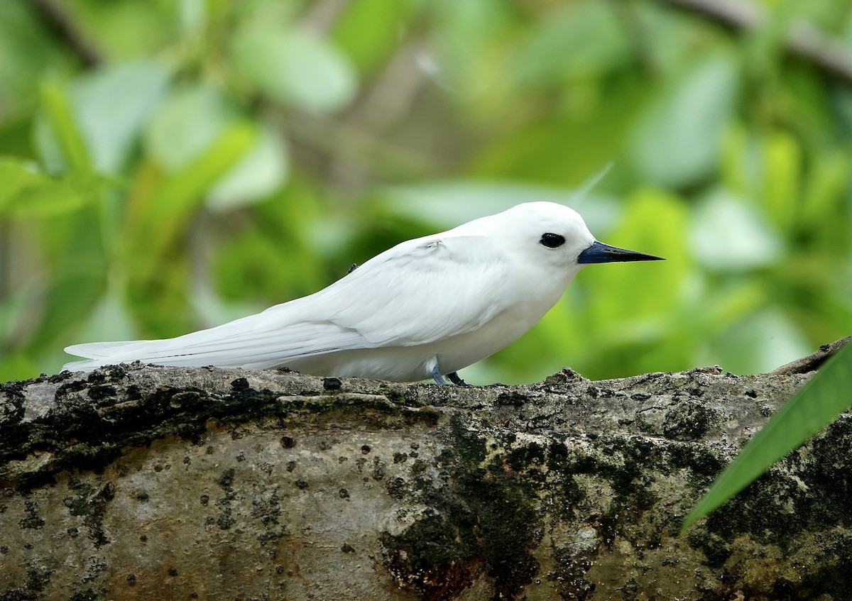 Blue-billed White-Tern - ML629740959