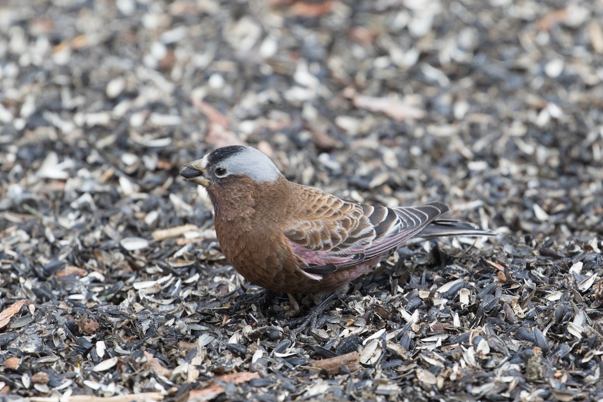 Gray-crowned Rosy-Finch - ML629741029
