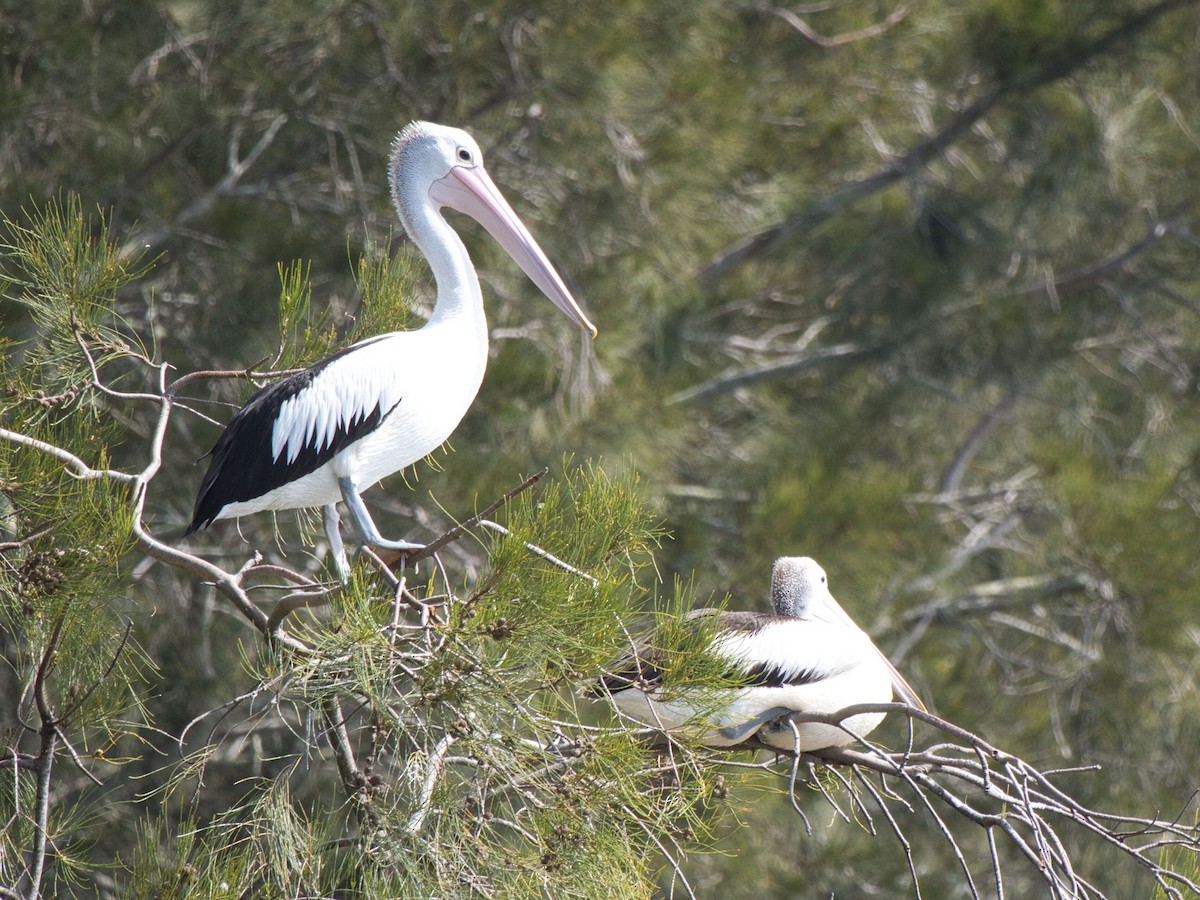 Australian Pelican - ML629741074