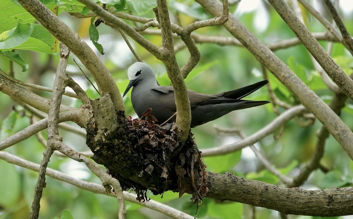 Schlankschnabelnoddi - ML629741154