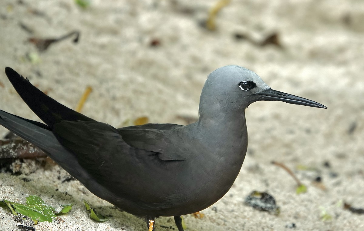 Lesser Noddy - ML629741301