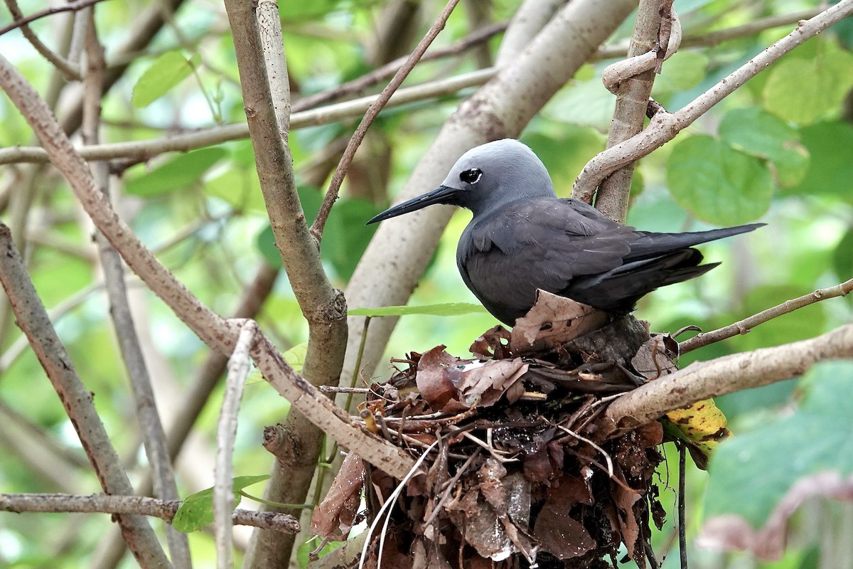 Lesser Noddy - ML629741422