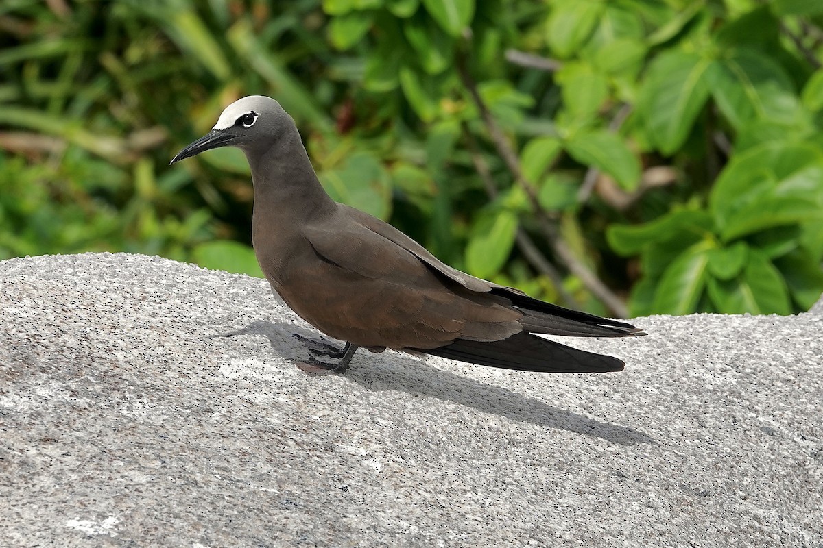 Brown Noddy - ML629741633