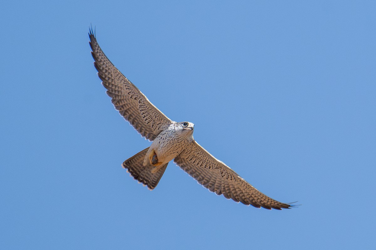 Gray Falcon - ML629741673