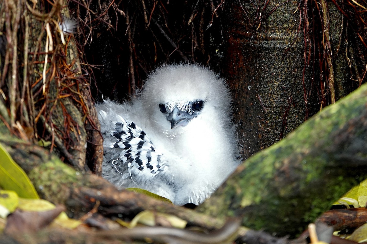 White-tailed Tropicbird - ML629741741