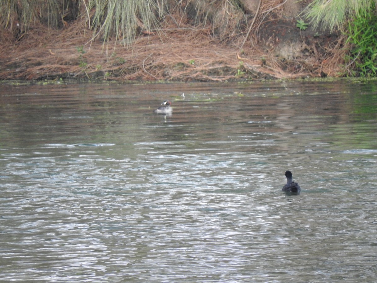 Australasian Grebe - ML629741818