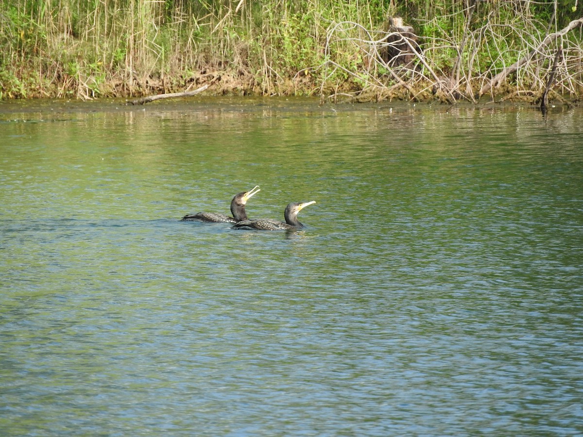 Тураг гогой - ML629741833