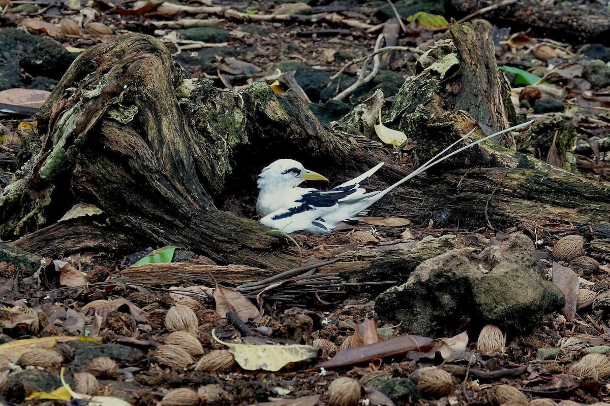 White-tailed Tropicbird - ML629741998