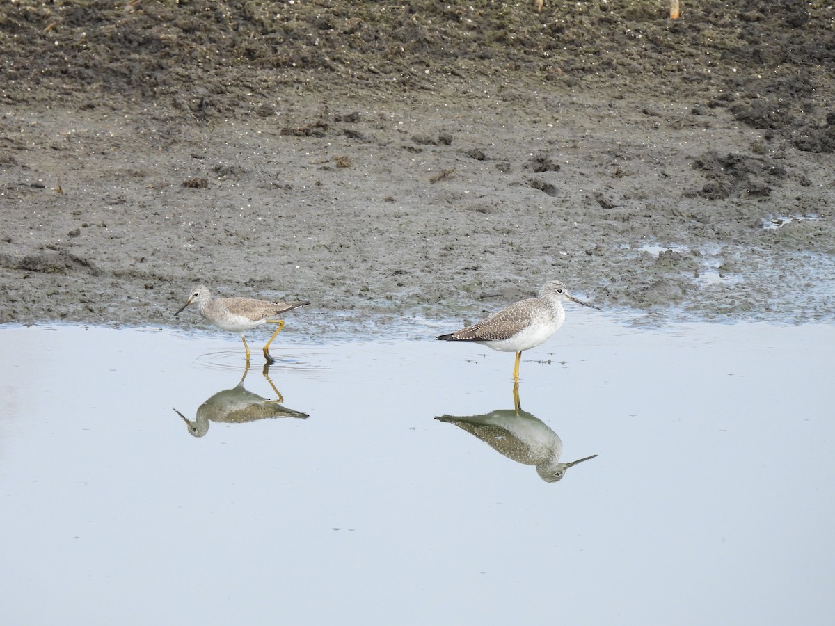 Greater Yellowlegs - ML629742137