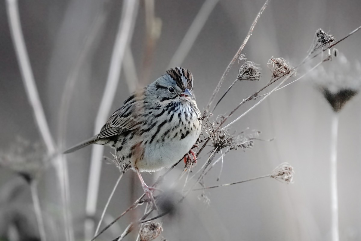 Lincoln's Sparrow - ML629742206