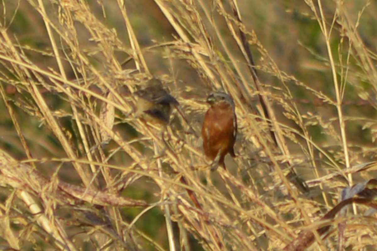 Rufous-rumped Seedeater - ML629742225