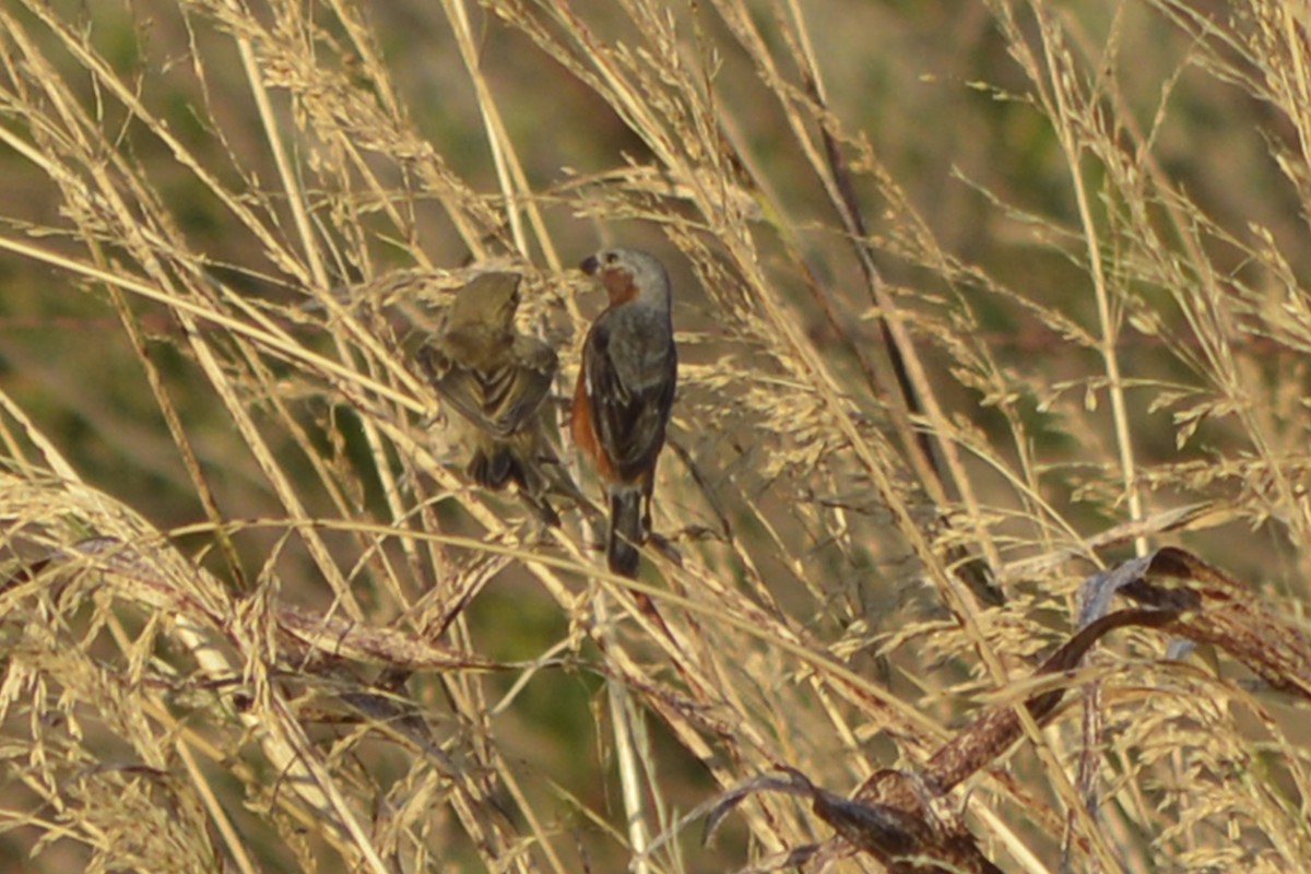 Rufous-rumped Seedeater - ML629742226