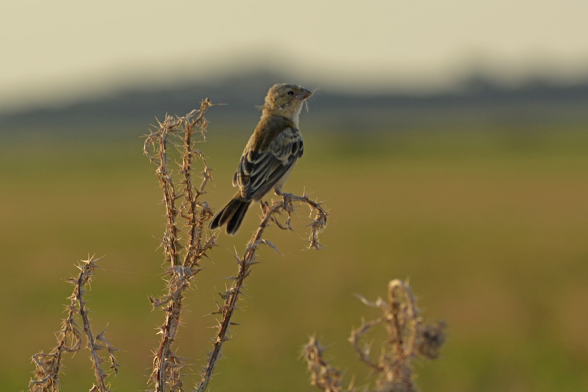Rufous-rumped Seedeater - ML629742227