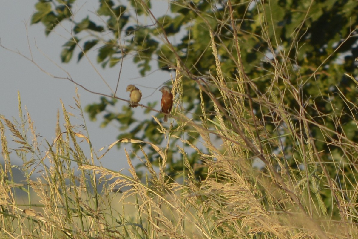 Rufous-rumped Seedeater - ML629742228