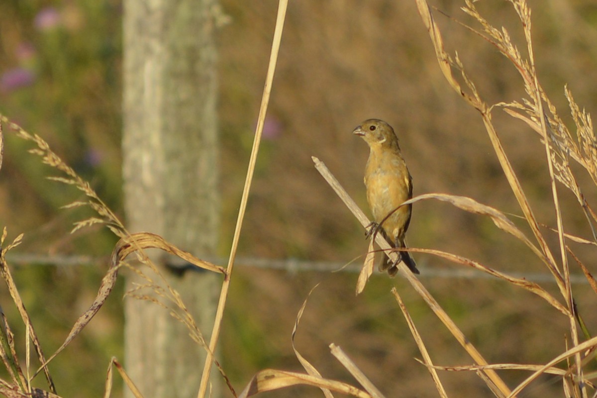 Rufous-rumped Seedeater - ML629742230